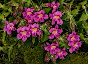 Mimulus lewisii - Lewis's Monkeyflower 18-1979